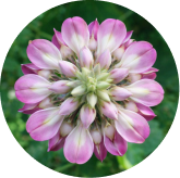 Kudzu Flower — Memovolt ingredient