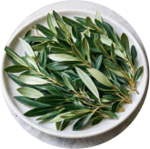 Oleuropein — Memovolt ingredient